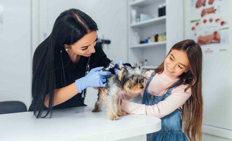 Pet Grooming Near Me: Questions Every Pet Owner Should Ask First