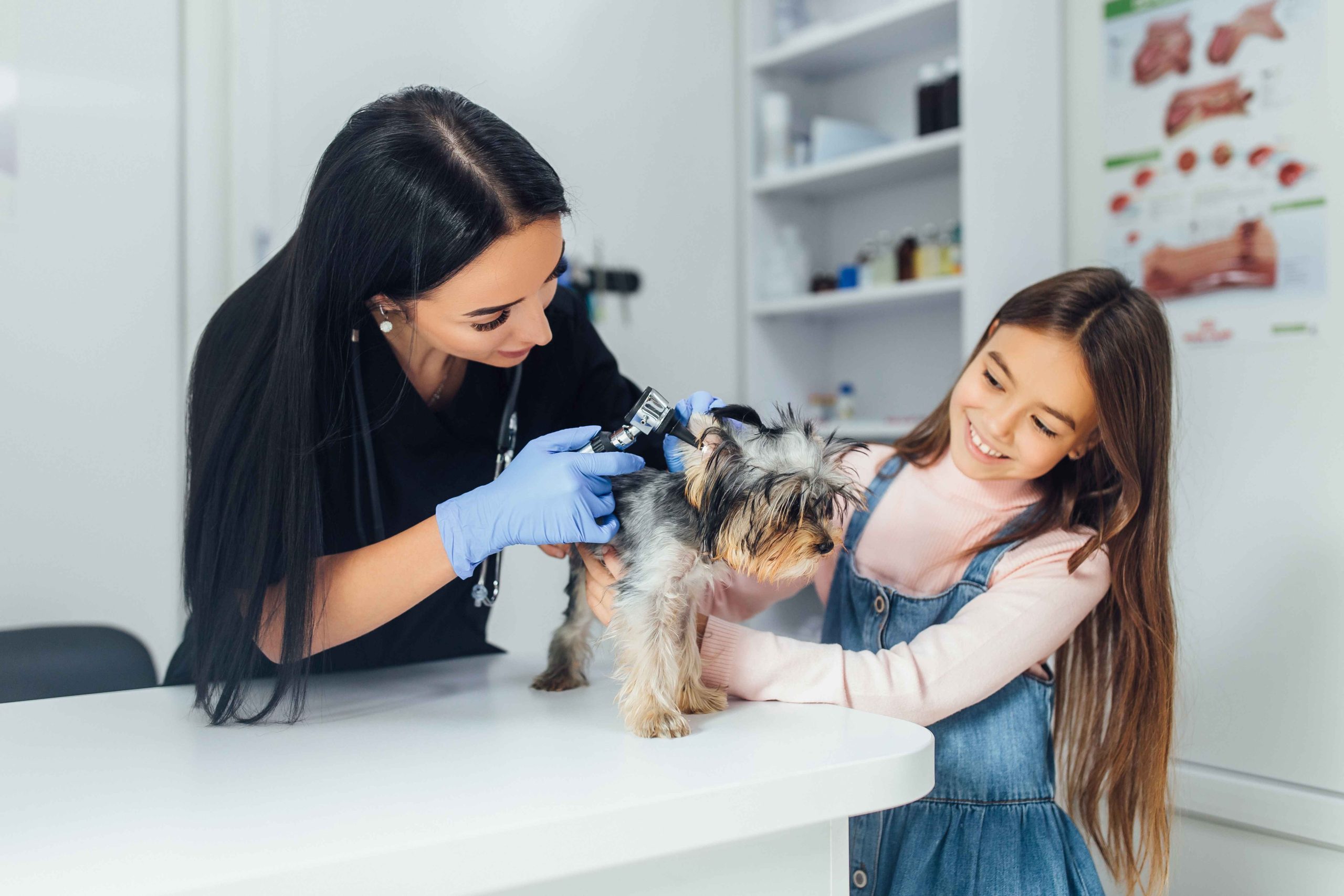Pet Grooming Near Me: Questions Every Pet Owner Should Ask First